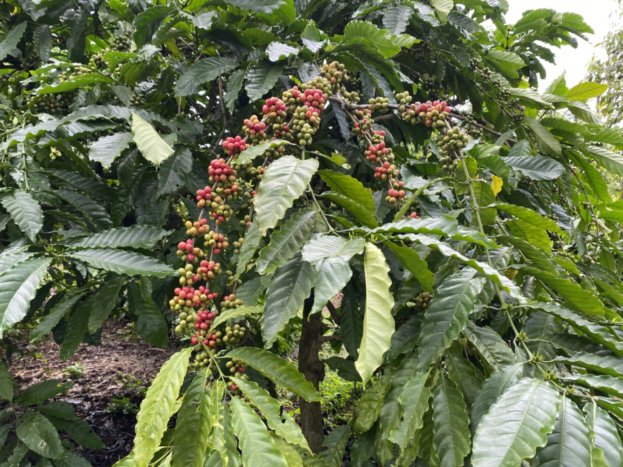 Mùa cà phê chín – khi nông trại đổi màu áo