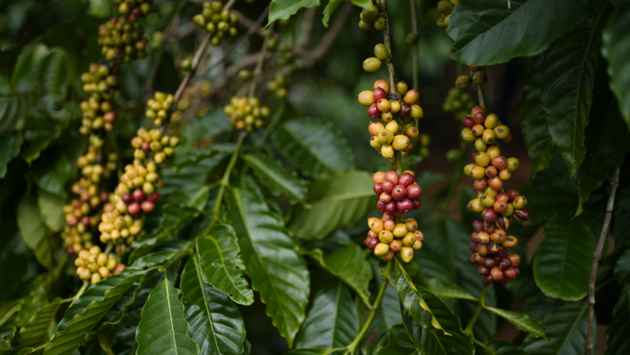 Câu chuyện về mỗi vùng trồng mùa cà phê chín