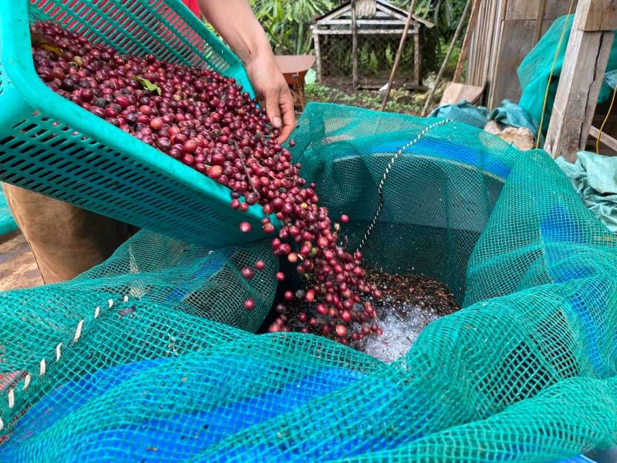 Từ nước rửa đến bao gai trong kho - những điều nhỏ làm nên cà phê đặc sản