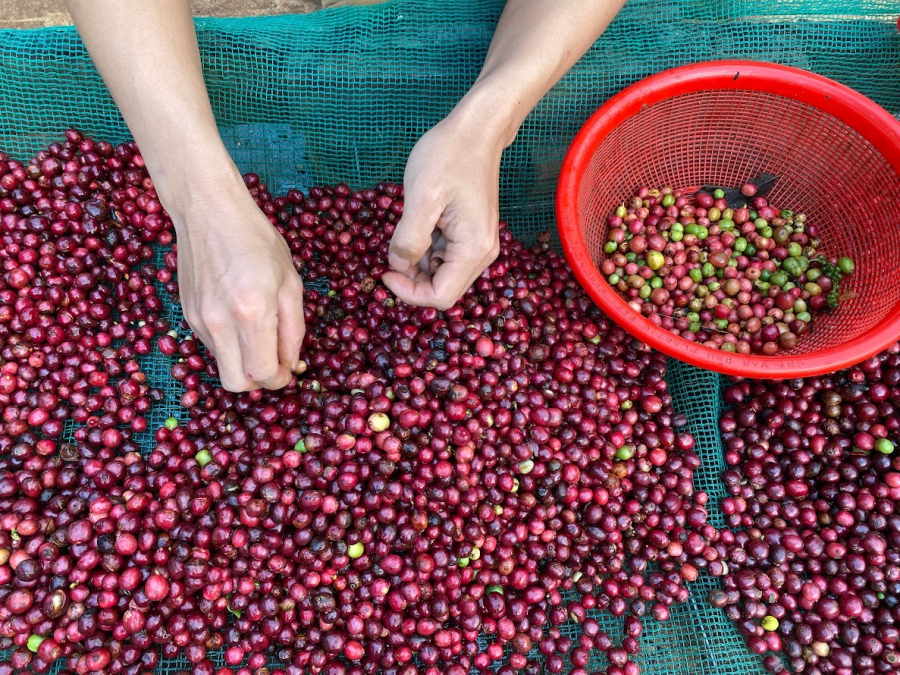 Đâu là điểm khởi đầu của hương vị cà phê?