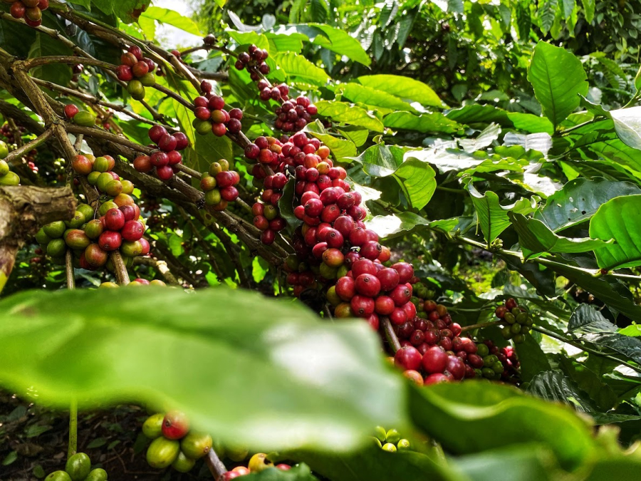 Từ mùa cà phê chín đến xưởng rang – dạy ta biết nhẫn nại